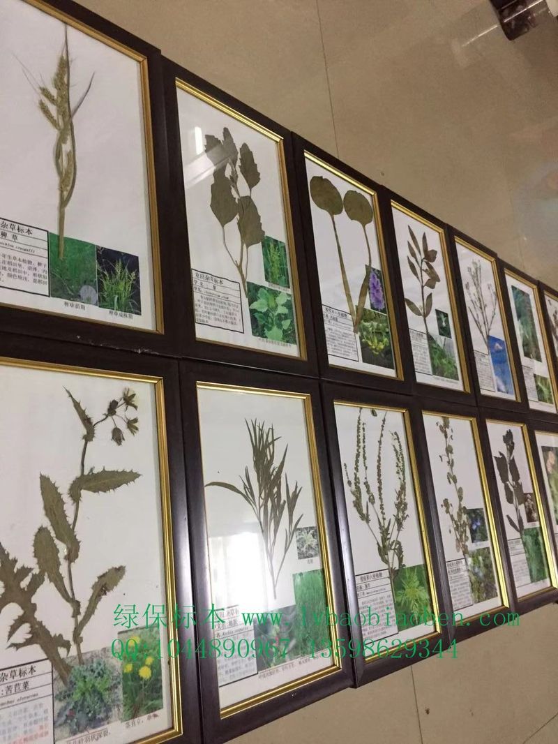 杂草标本100种农业农田杂草害草蜡叶盒装标本