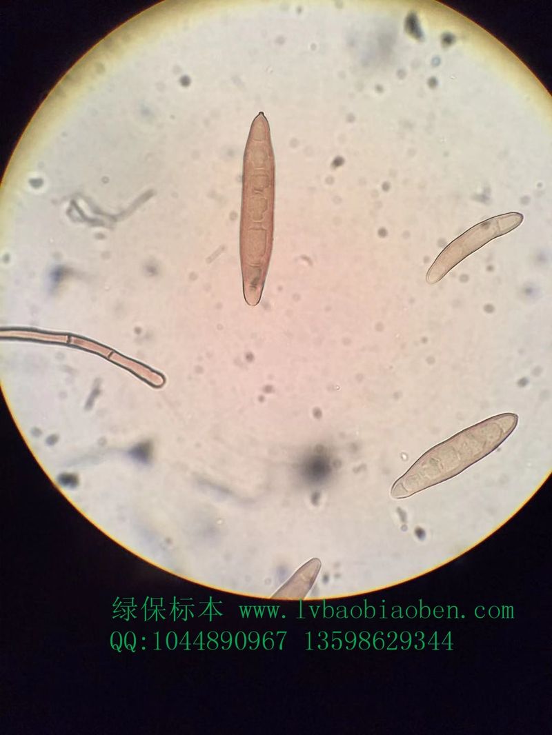 玉米大斑病菌粮食杂粮经济园林园艺植物作物病害虫害玻片切片装片标本