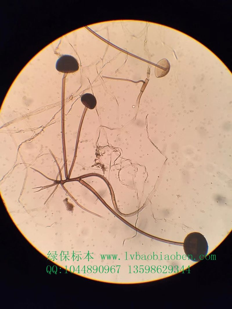 黑根霉永久玻片农业普通植物病理学植物保护学病害显微镜切片装片标本
