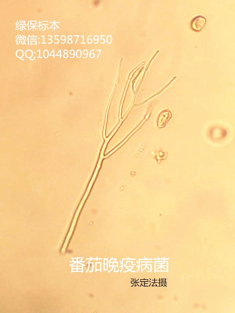 疫霉属 番茄晚疫病菌