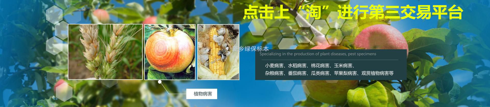 绿保标本|植物病害虫害标本厂家|植物病害玻片切片标本生产厂家|植物病虫害 病害 害虫标本|大田粮食作物 农作物病害 虫害 病虫害标本|水稻 小麦 玉米 大豆 花生病虫害 病害 害虫标本|果树 蔬菜 园林 森林病虫害 病害 害虫标本|农作物病害玻片切片标本|美国白蛾生活史|农作物害虫标本|农作物病虫害标本|果树 蔬菜病虫害 病害 虫害标本|园林 园艺病虫害 病害 害虫标本|森林 林业病虫害 害虫标本|植物病虫害标本|小麦病害 害虫 病虫害标本|水稻病虫害 病害 虫害标本|玉米病虫害标本|杂粮病害 病虫害 害虫标本|作物病害玻片切片标本|农田杂草标本|观赏植物 花卉病虫害标本|棉花病虫害标本|显微镜玻片标本|资源昆虫标本|锈病 分生孢子玻片切片标本|农业昆虫生活史标本|粮食作物病虫害标本|经济作物病虫害标本|现代农艺技术病虫害标本|农业有害生物标本|现代种植业病虫害标本|花卉病虫害标本|食叶类害虫标本|蛀干类害虫标本|地下害虫标本|普通植物病理学玻片标本|普通昆虫学标本|农业昆虫学盒装标本|小麦锈病白粉病赤霉病 玉米大小斑病 稻瘟病 小麦蚜虫 玉米螟 棉铃虫 草地贪夜蛾 粘虫 盲蝽象标本 中考生物实验显微镜观察永久切片-新乡市绿保标本厂