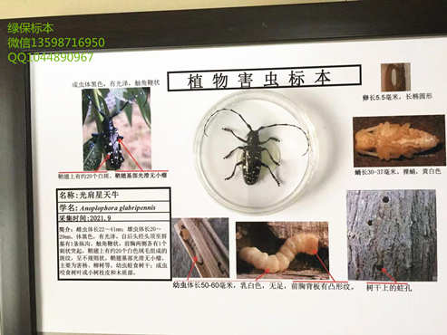 光肩星天牛 林业害虫 病虫害标本