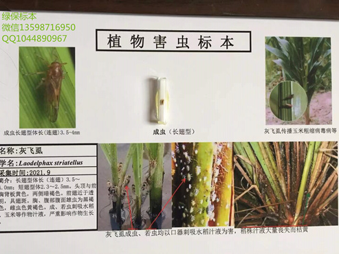 灰飞虱 稻田虫害标本 植物害虫标本