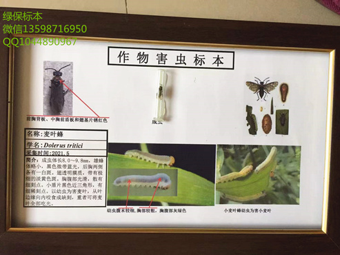 麦叶蜂 小麦病虫害标本 植物昆虫标本