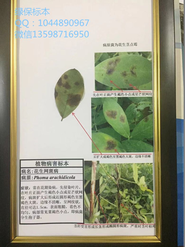 花生网斑病 经济作物病害标本 花生病虫害标本