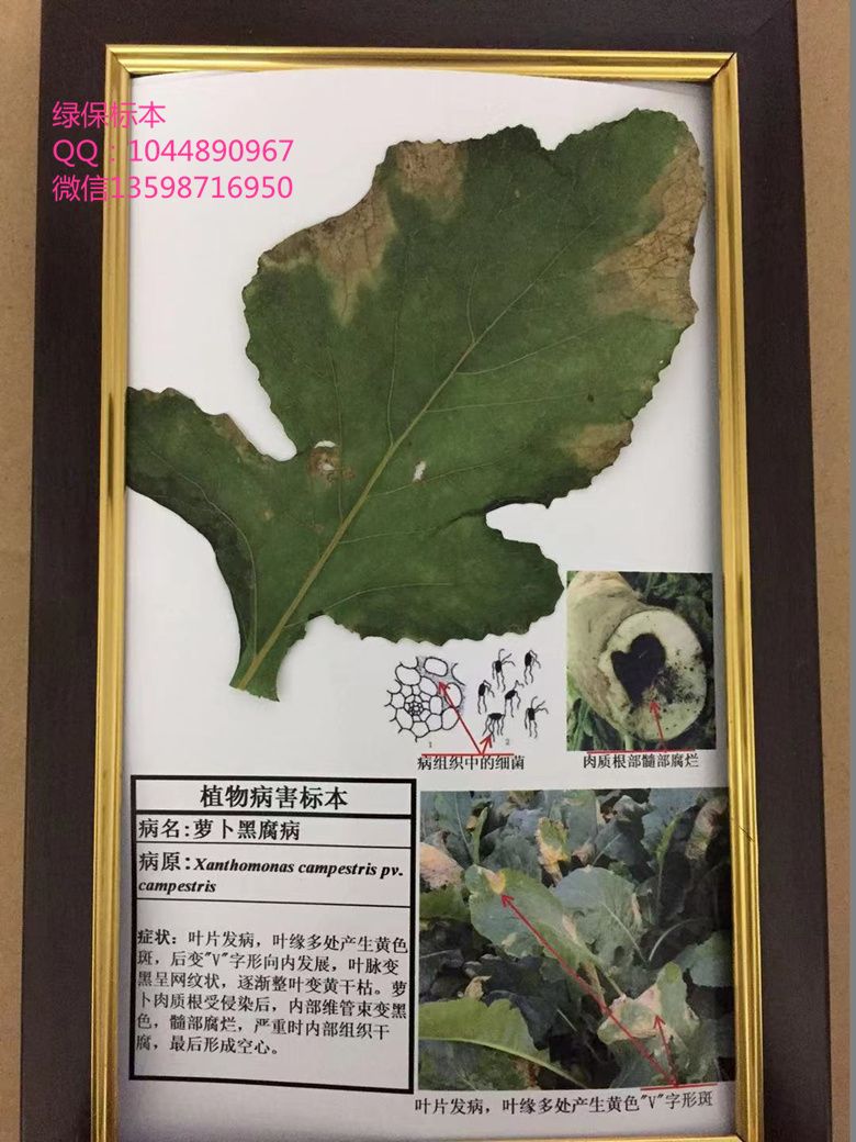 萝卜黑腐病 蔬菜病虫害标本