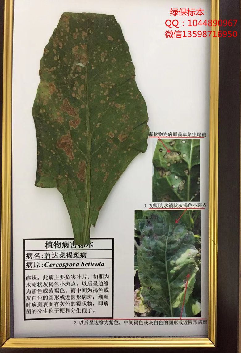 莙达菜褐斑病 蔬菜病害标本