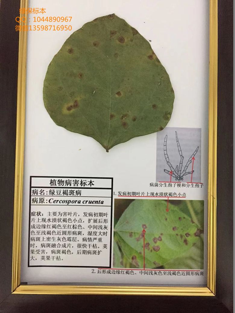 绿豆褐斑病 杂粮病虫害标本