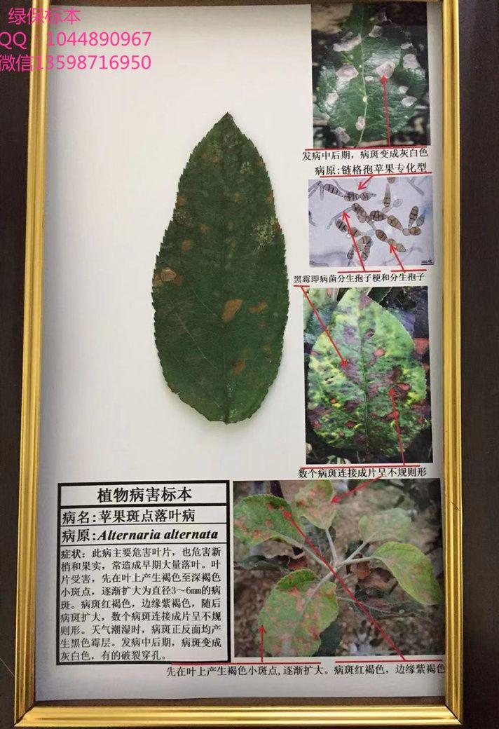 苹果斑点落叶病 苹果病虫害标本 果树病害标本