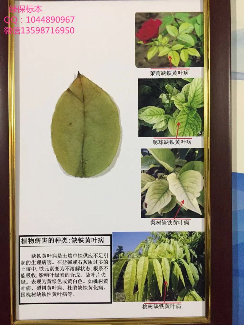 植物病害的种类:缺铁黄叶病 植物生理性病害标本