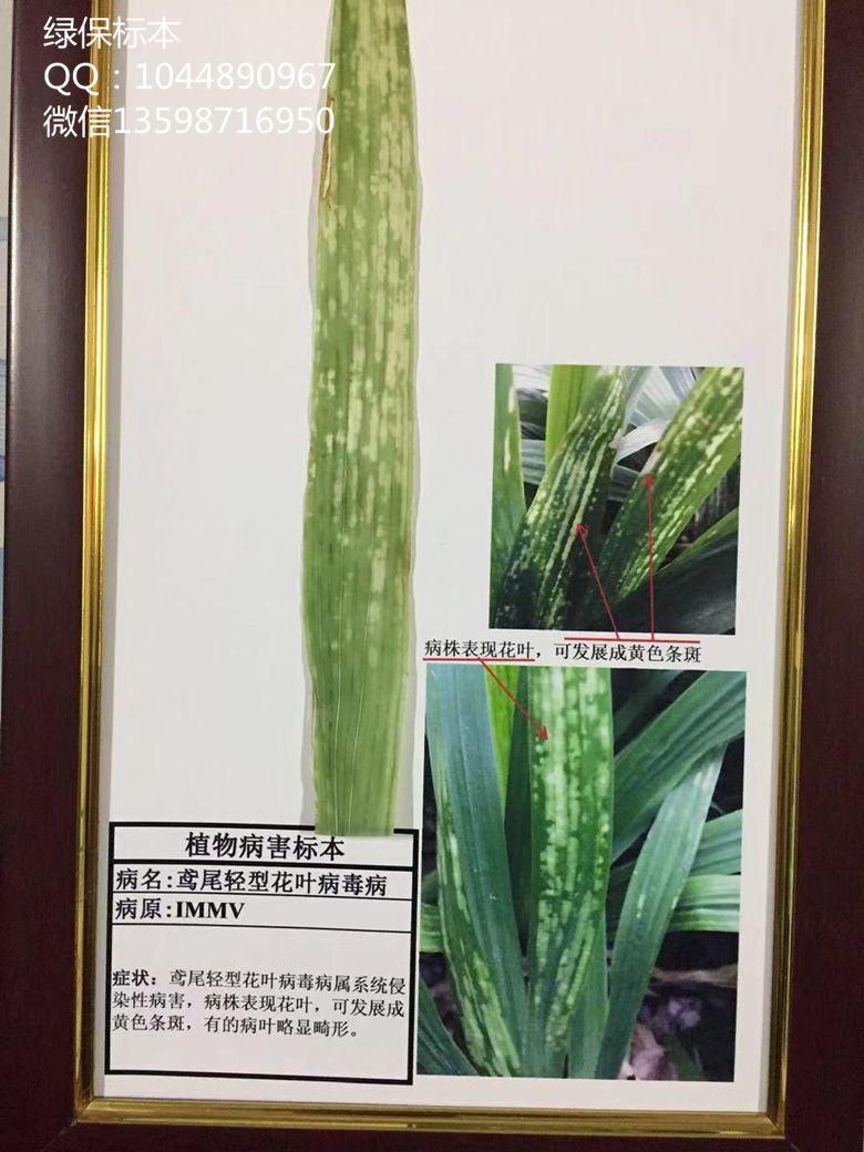 观赏植物病虫害标本 鸢尾轻型花叶病毒病