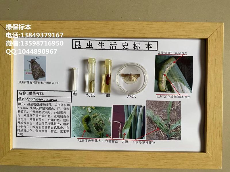 甜菜夜蛾 作物害虫标本