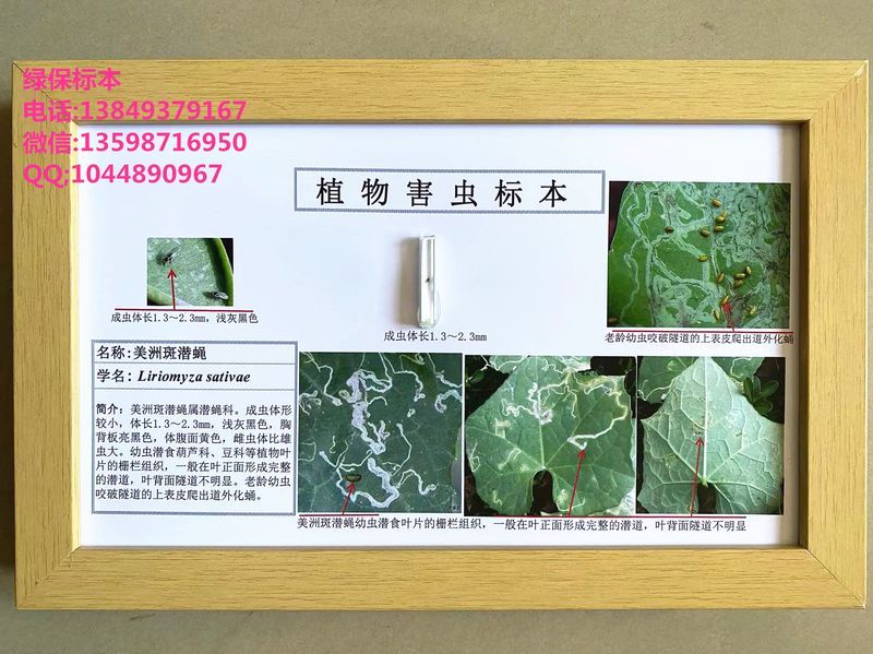 南美斑潜蝇外来入侵昆虫标本