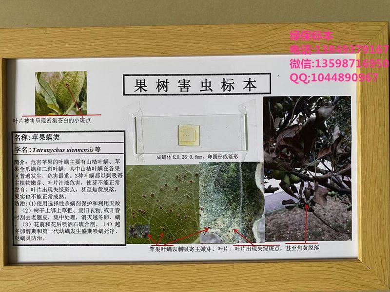 苹果螨类 红蜘蛛果树害虫标本