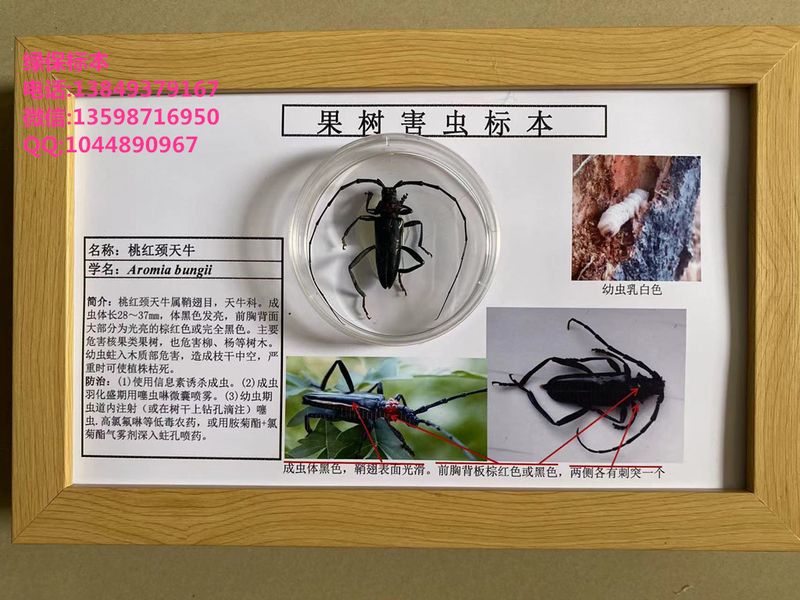 桃红颈天牛 果园害虫标本