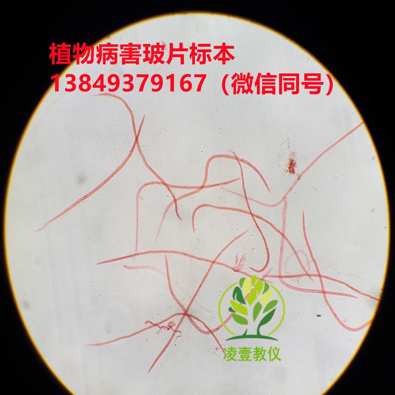 小麦粒线虫玻片标本  害虫玻片标本 