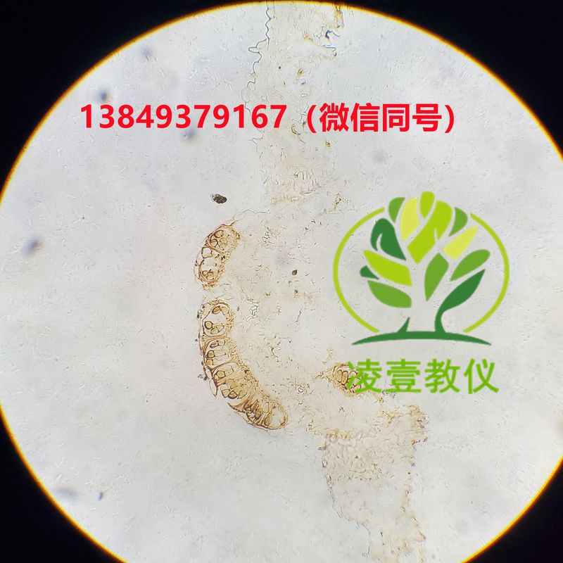 小麦条锈（冬孢子）玻片标本生物切片
