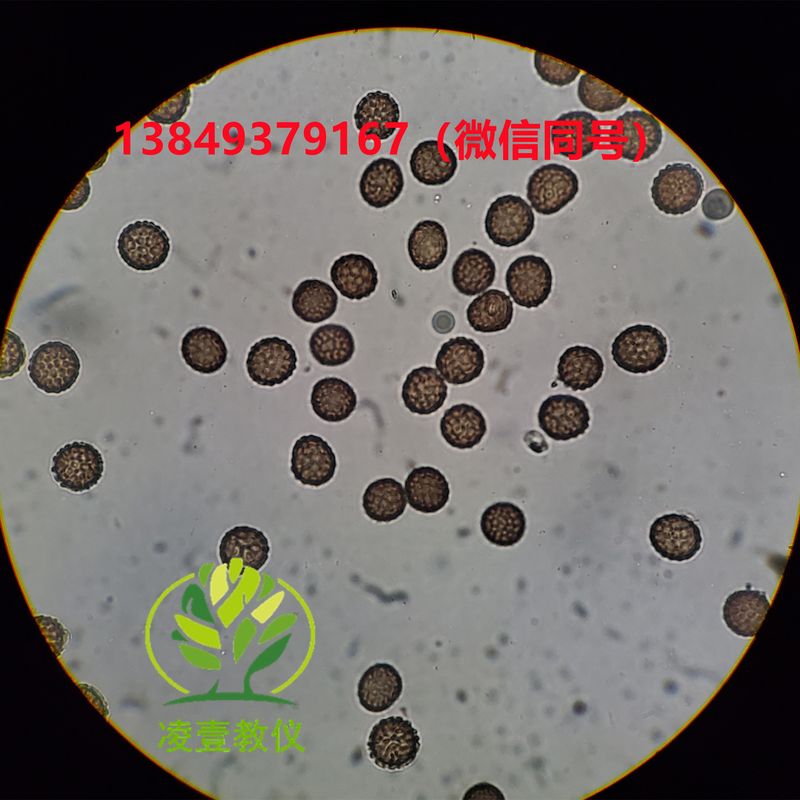 小麦网腥黑穗病玻片标本生物切片标本
