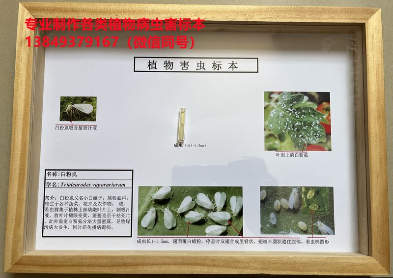 白粉虱害虫标本