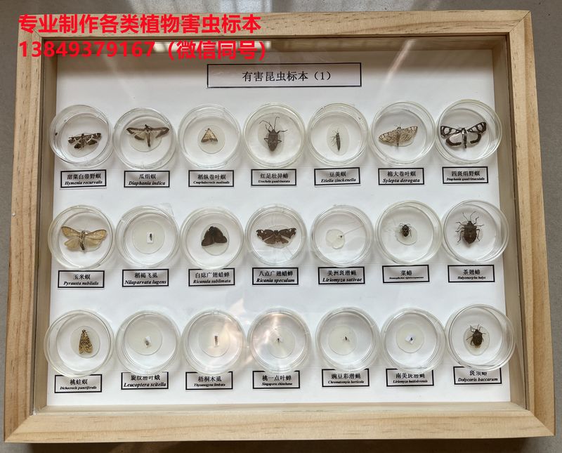 有害昆虫25种、50种、80种、100种盒装标本