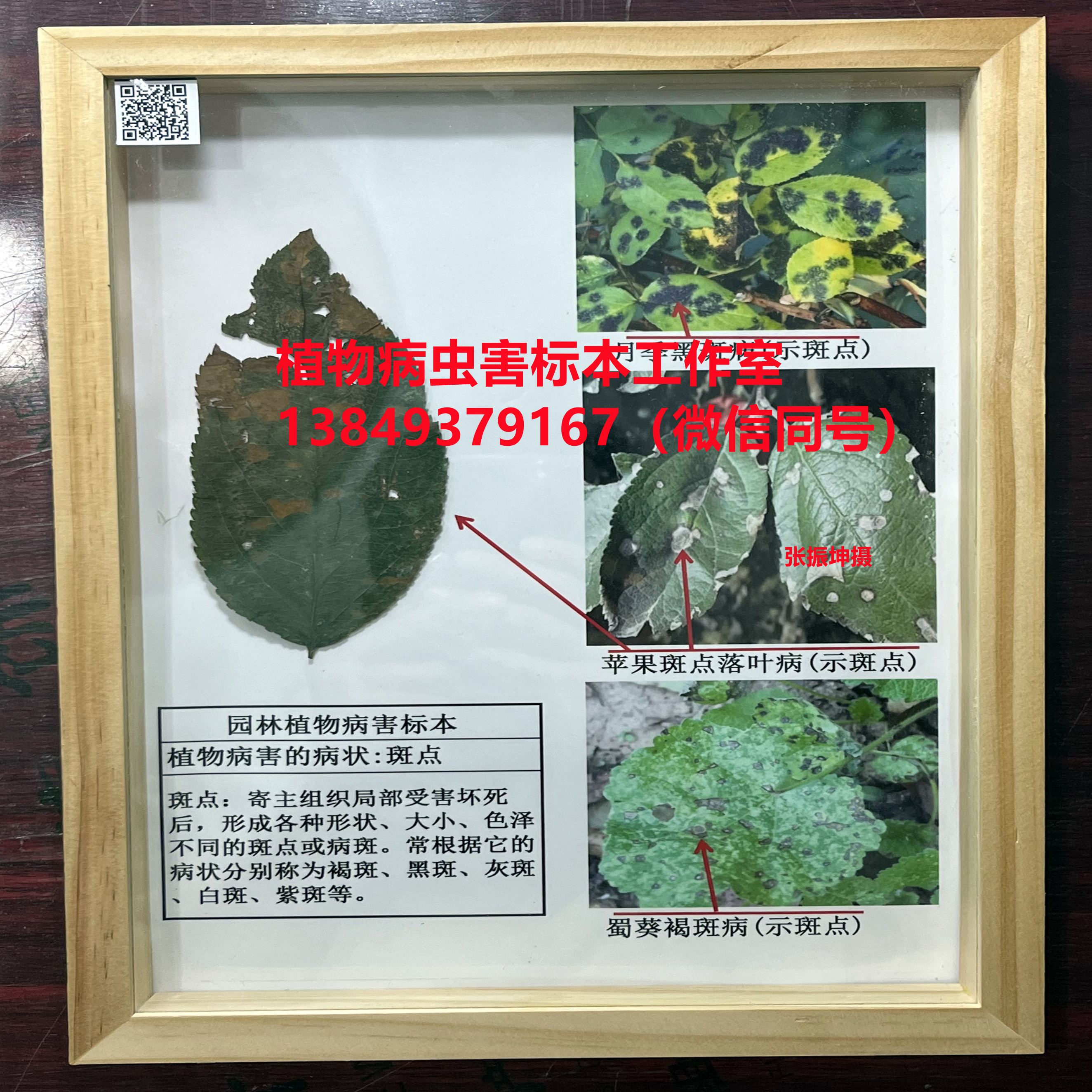 植物病害的病状：斑点或病斑 植物病害症状类型标本 粮食作物病害标本