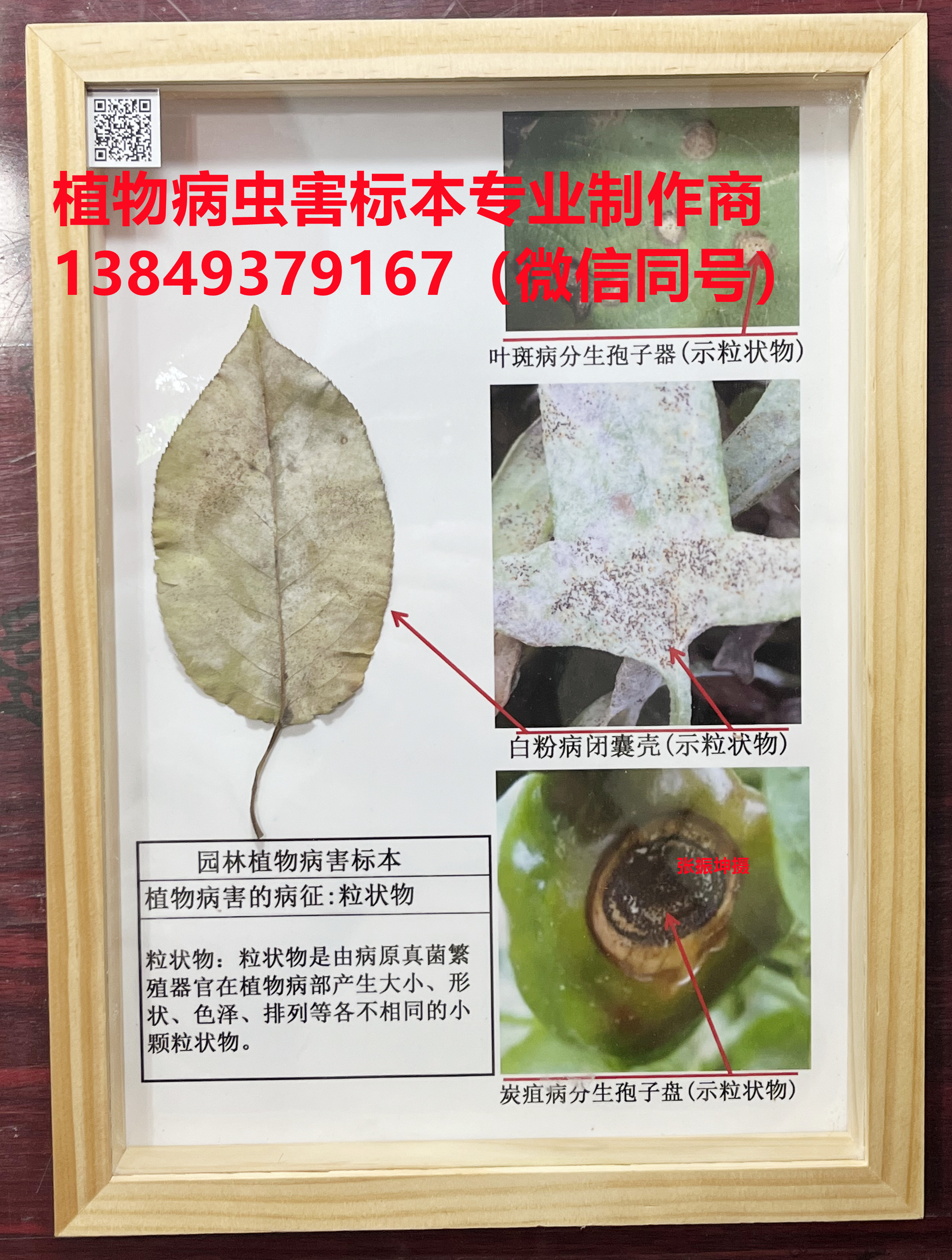 植物病害的病症:粒状物 植物保护技术标本 植物病虫害标本
