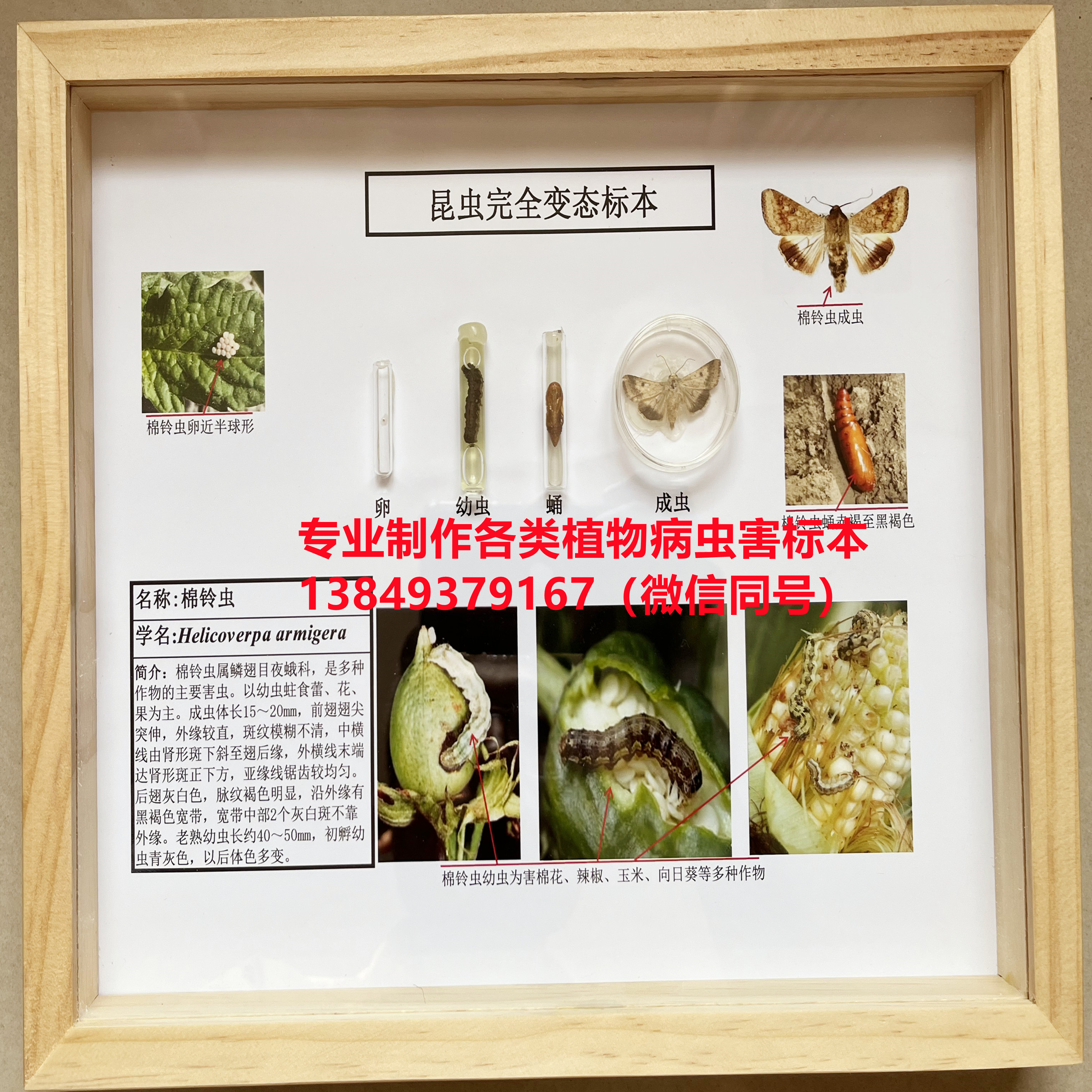 棉铃虫 棉花病虫害标本 昆虫标本