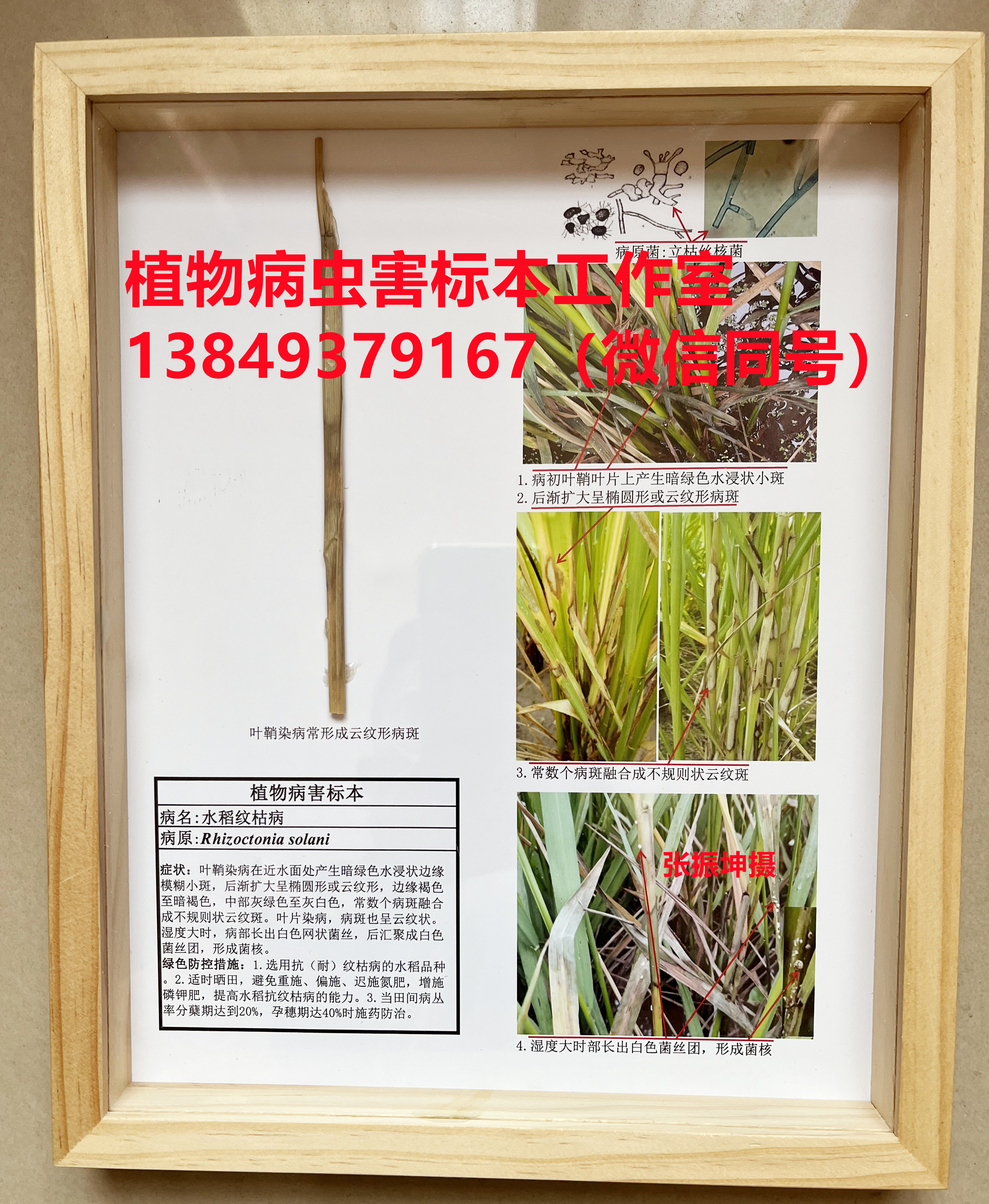 水稻纹枯病 粮食作物病害标本