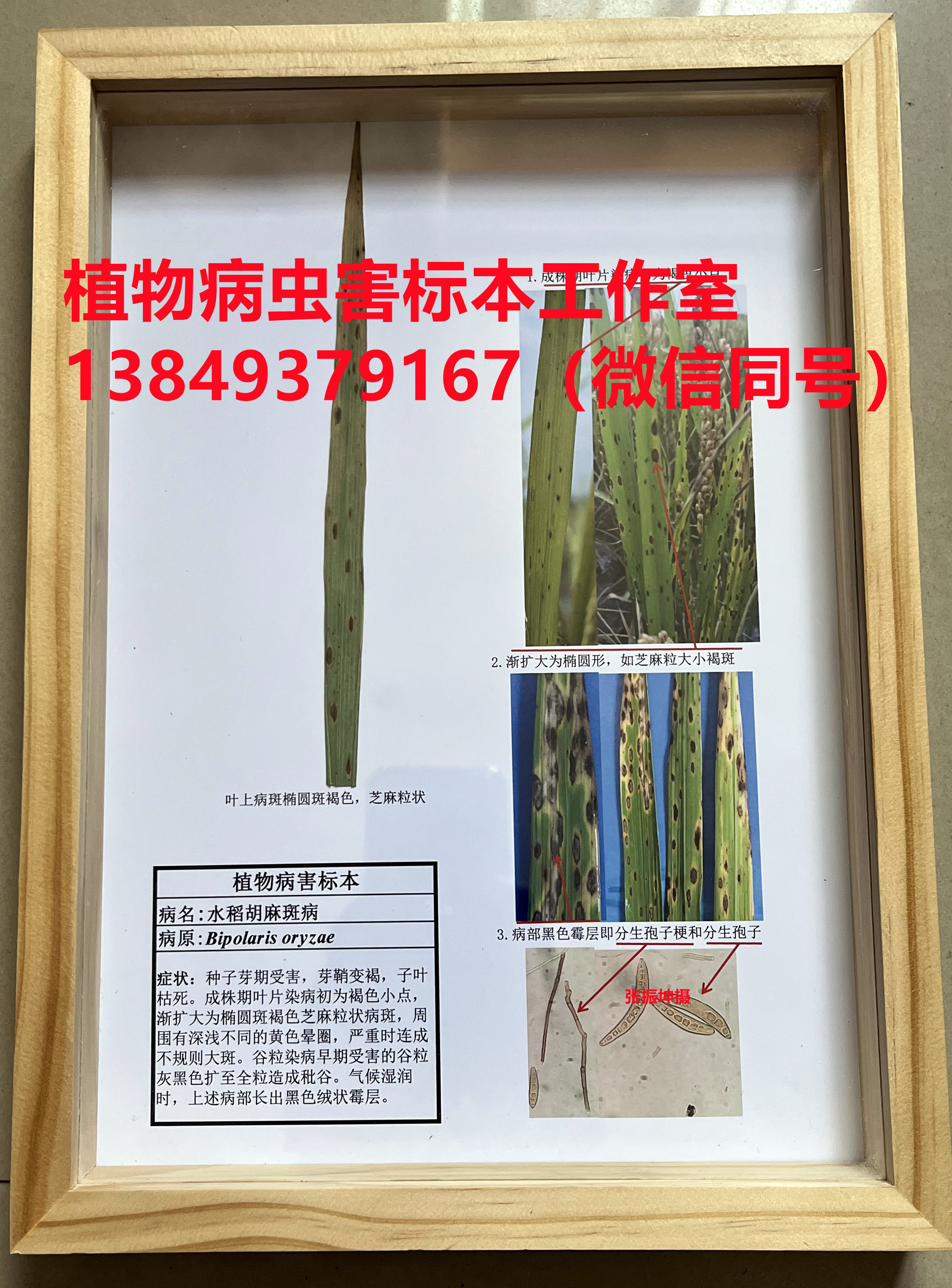 水稻胡麻斑病标本 水稻病害标本 植物病虫害标本
