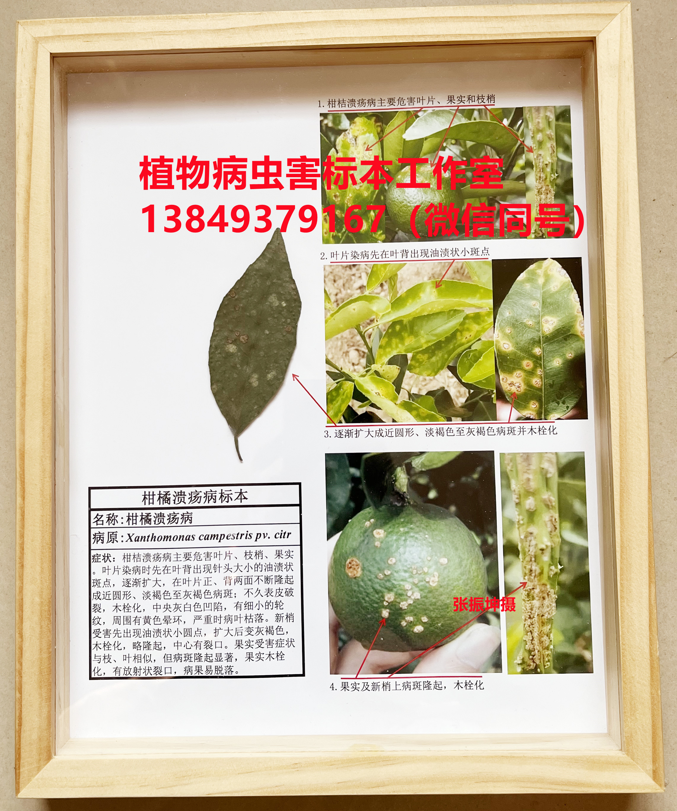 柑橘溃疡病