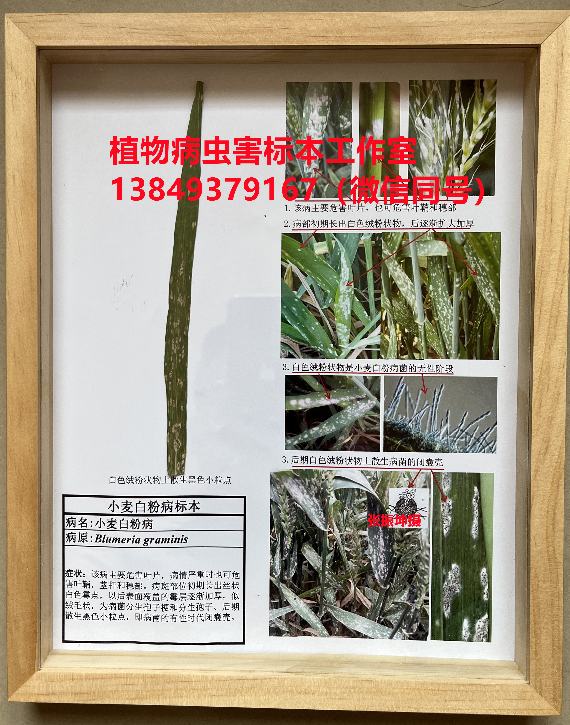 小麦白粉病标本 小麦病害