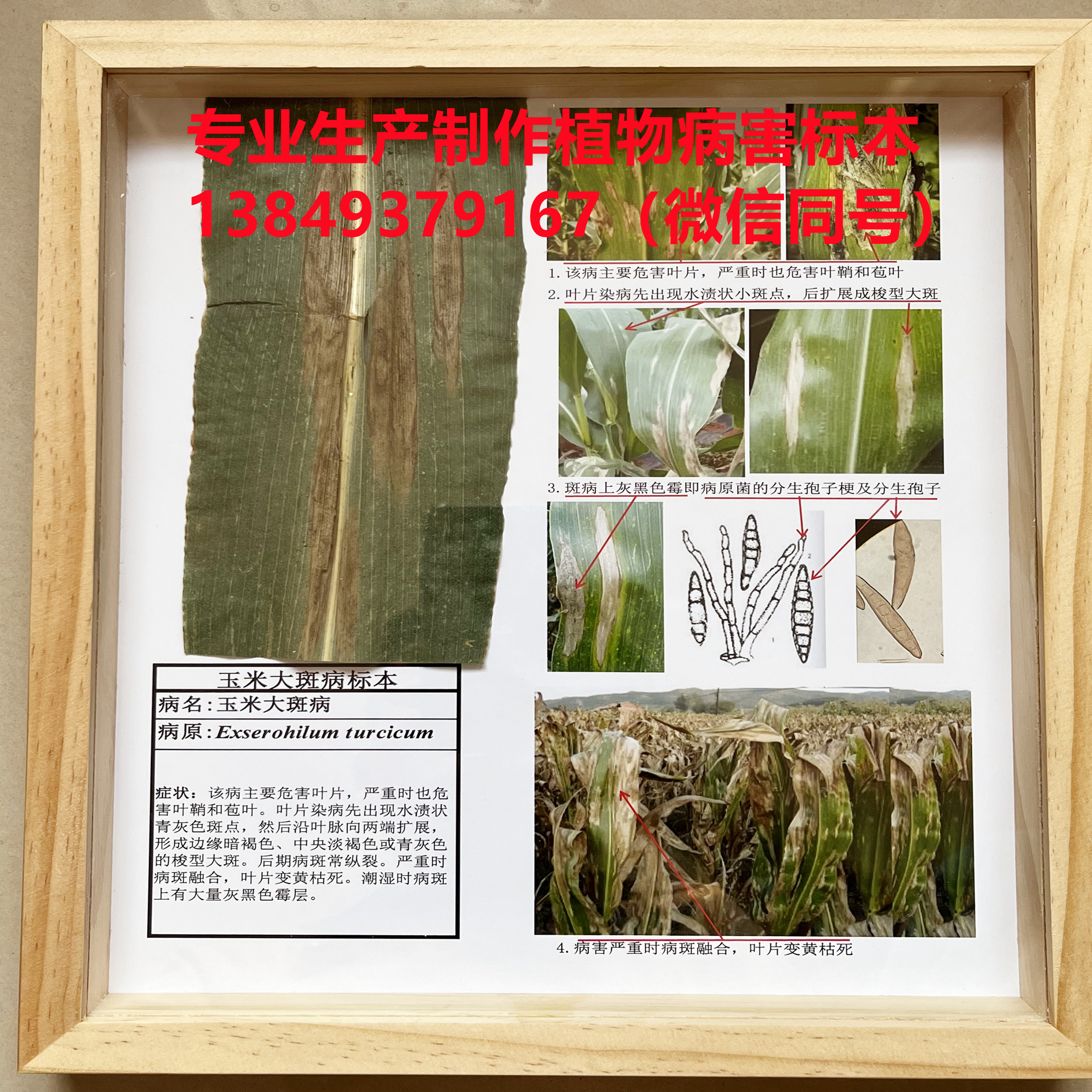 玉米大斑病 玉米病虫害标本 植物病虫害标本