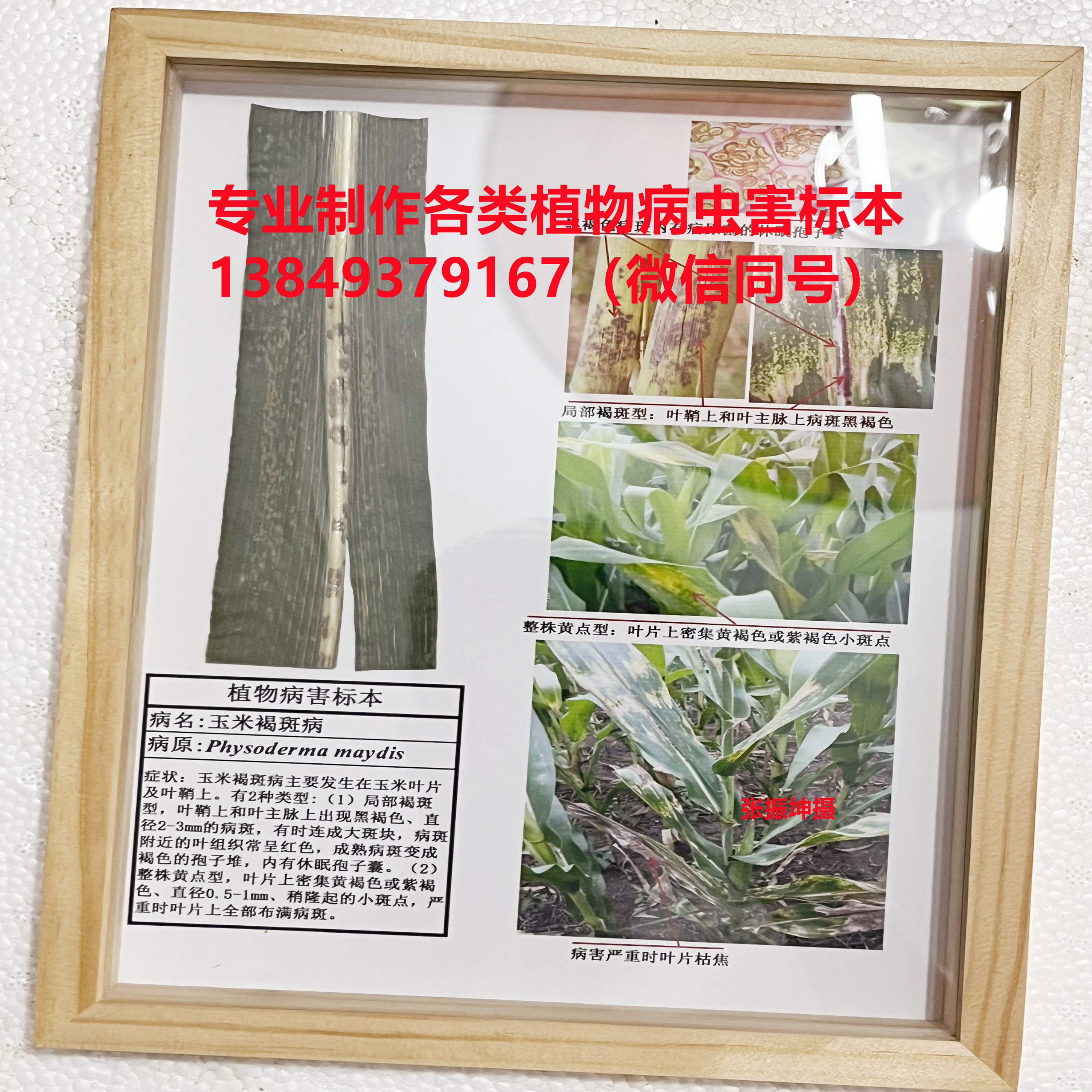 玉米褐斑病 玉米病害 虫害 病虫害标本 杂粮病害标本
