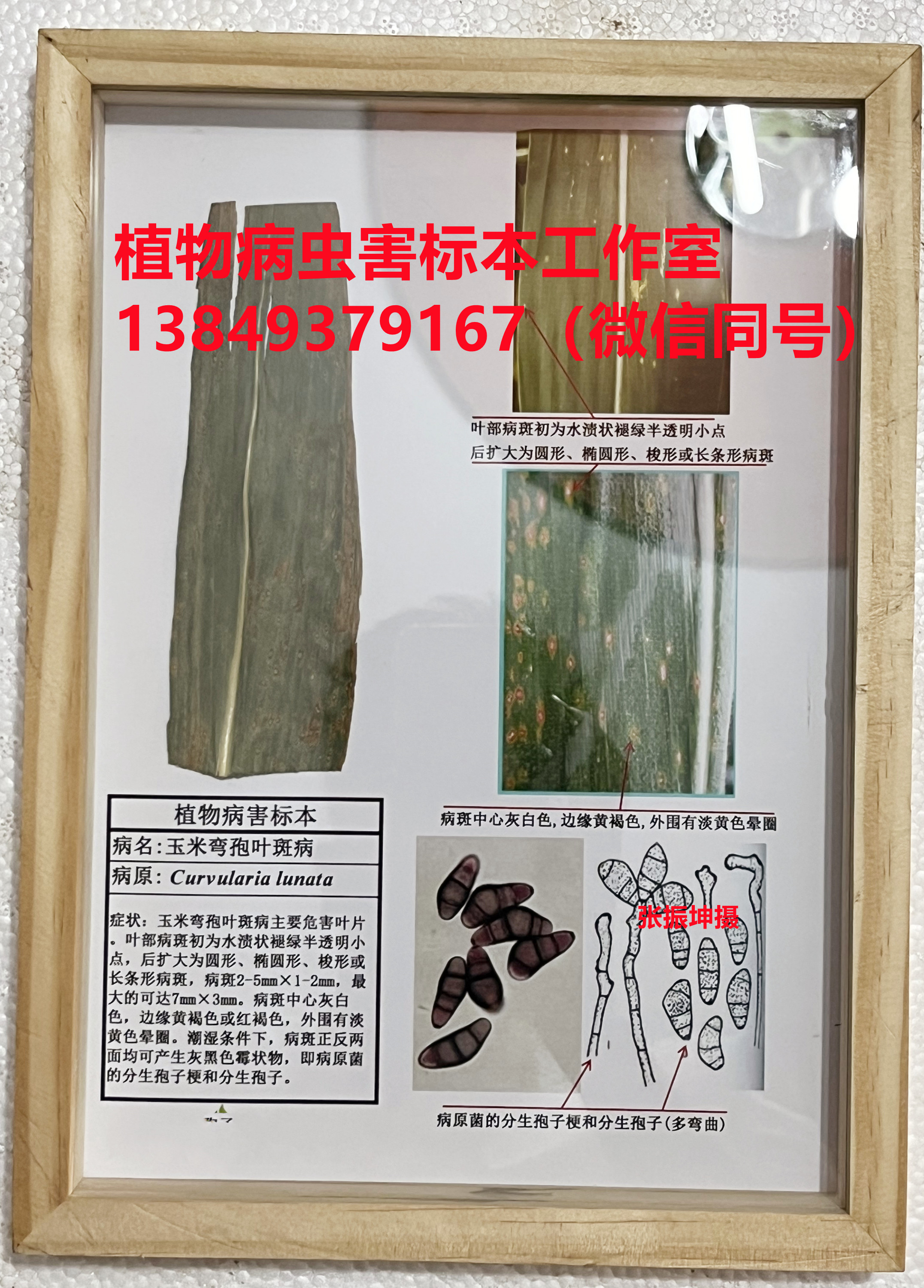 玉米弯孢叶斑病 植物病虫害标本 玉米病害标本