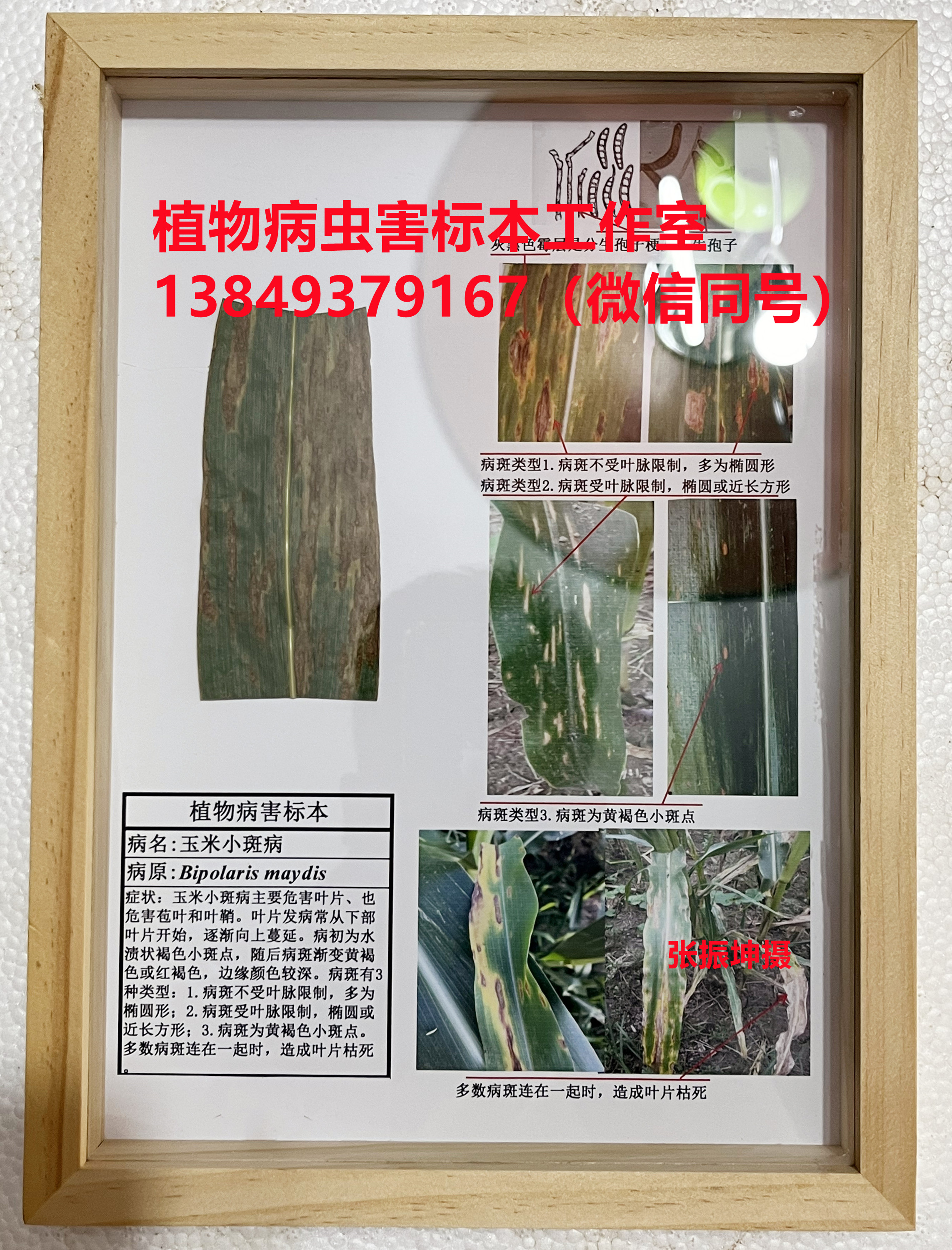玉米小斑病菌 作物病虫害标本