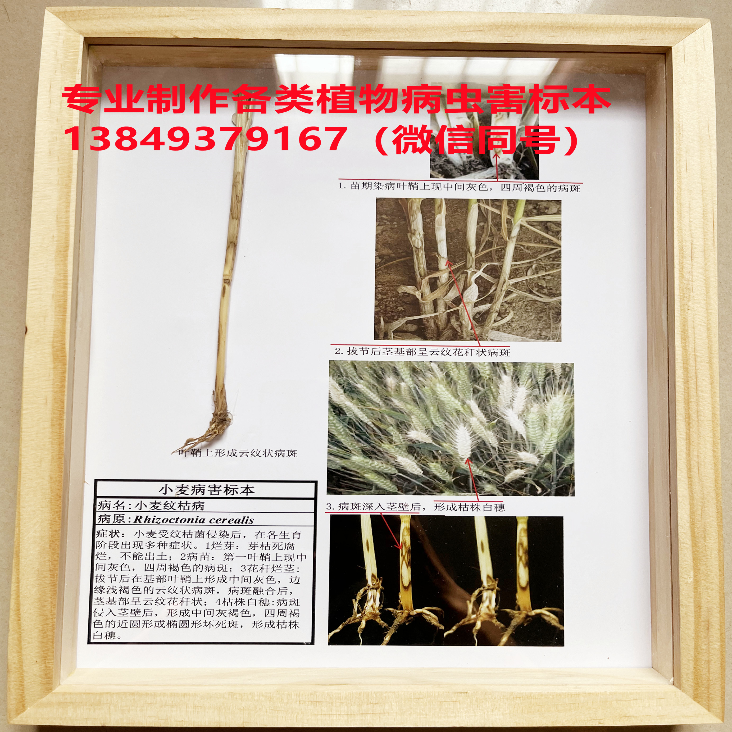 小麦纹枯病 小麦病害标本