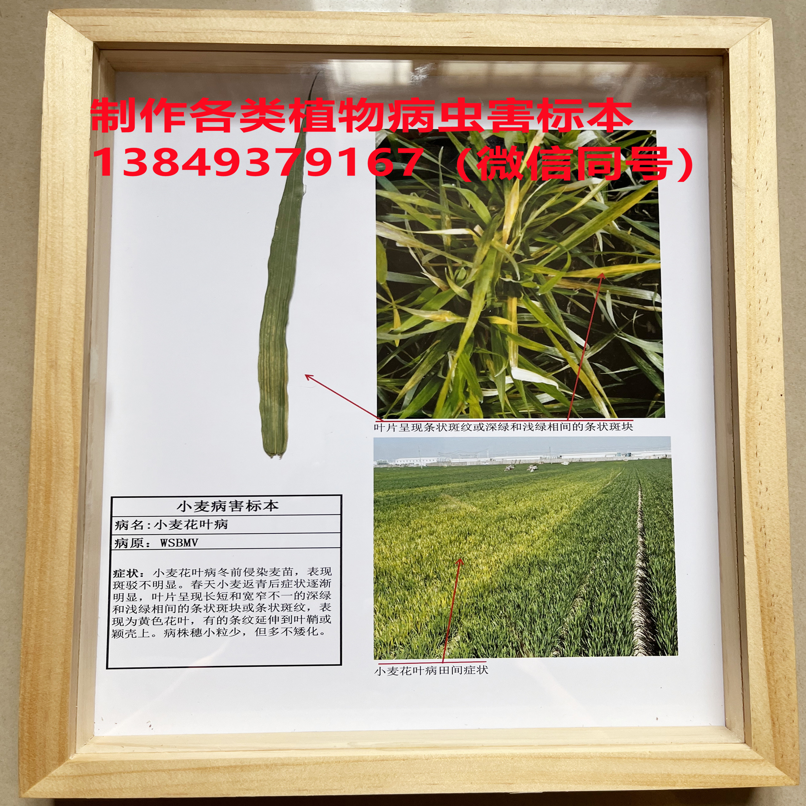 植物病虫害标本 --小麦土传花叶病毒病