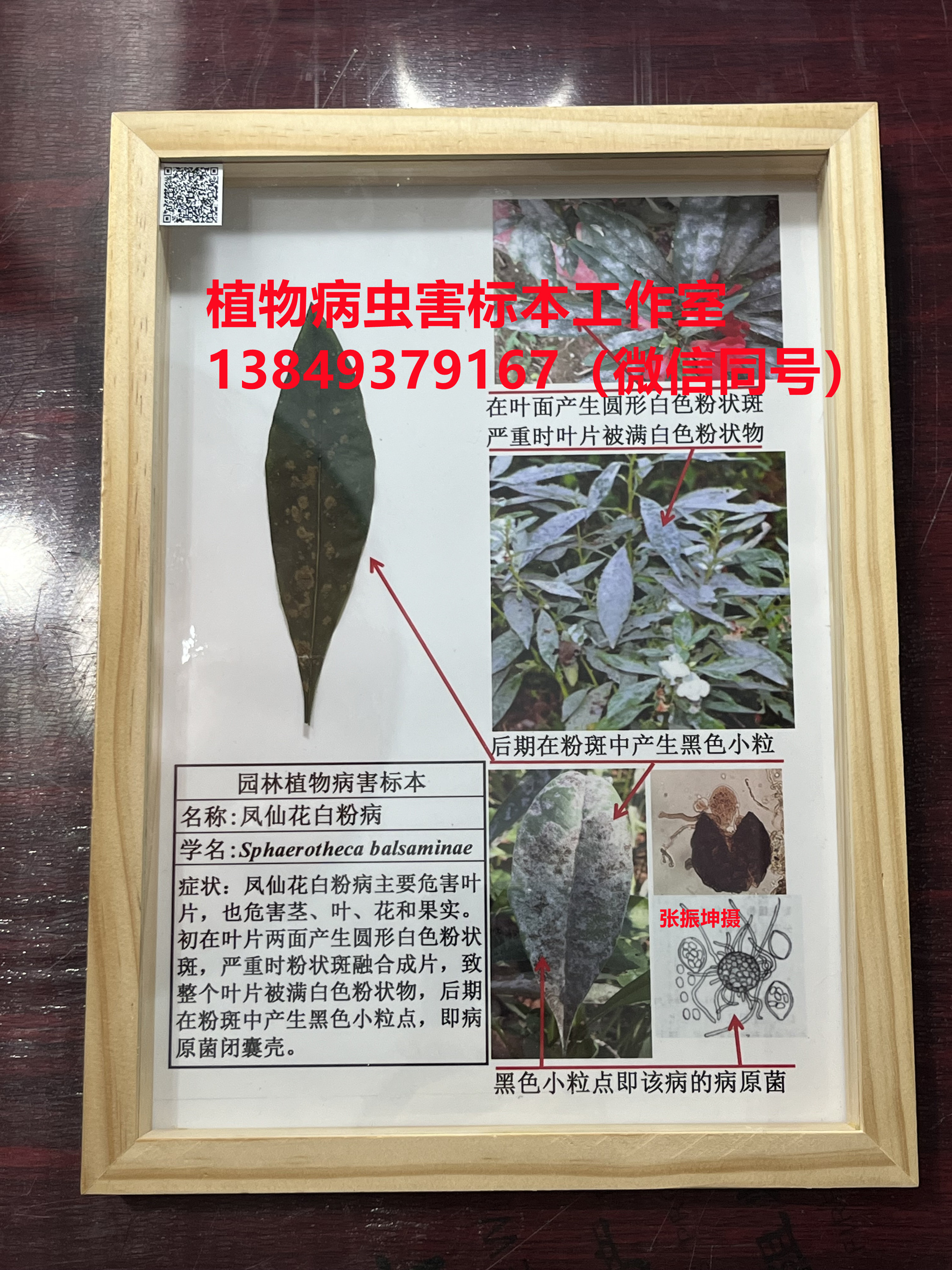 植物病害的种类：白粉病标本 植物病虫害标本