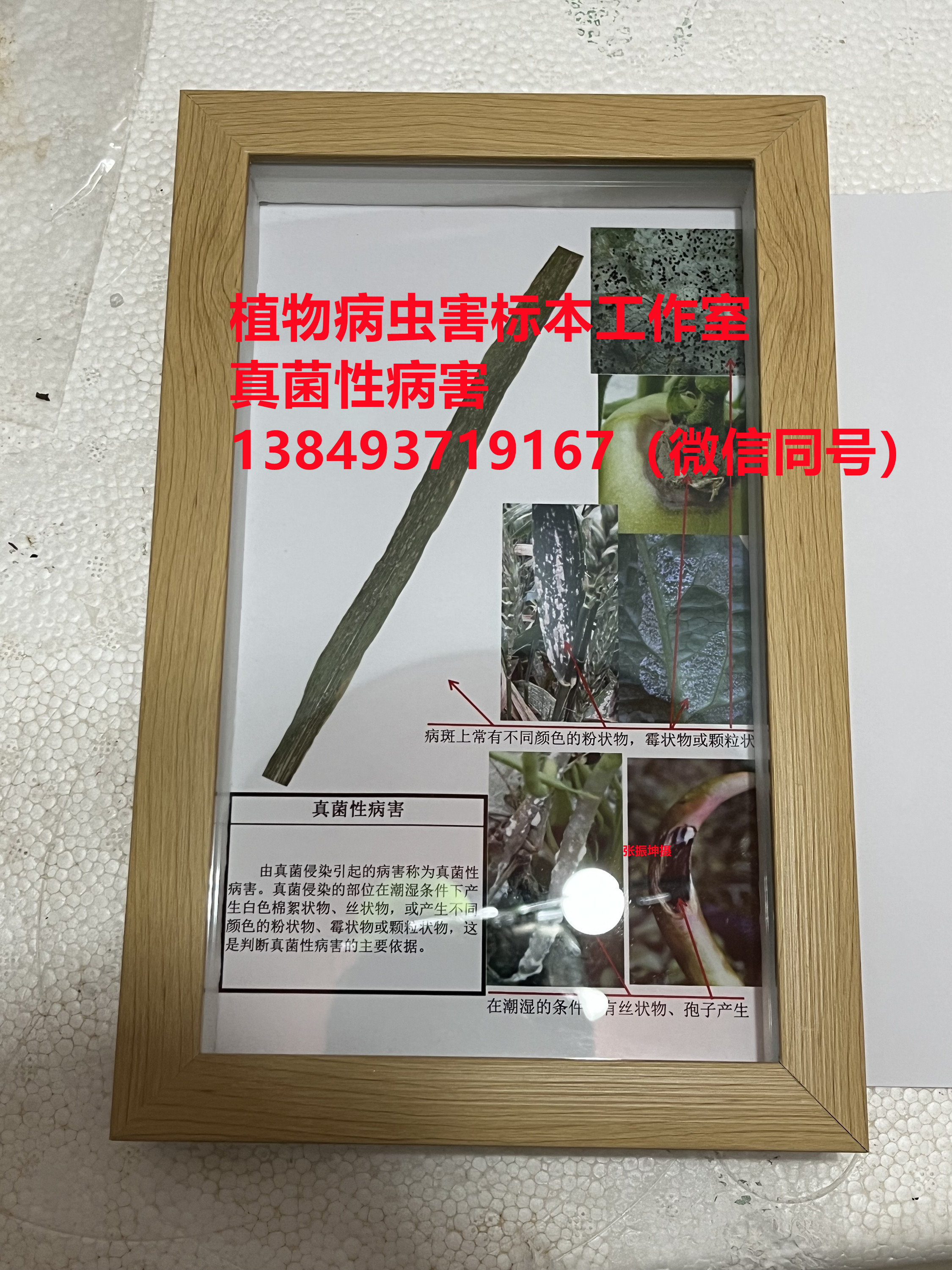 植物病害的种类：真菌性病害 植物病虫害标本