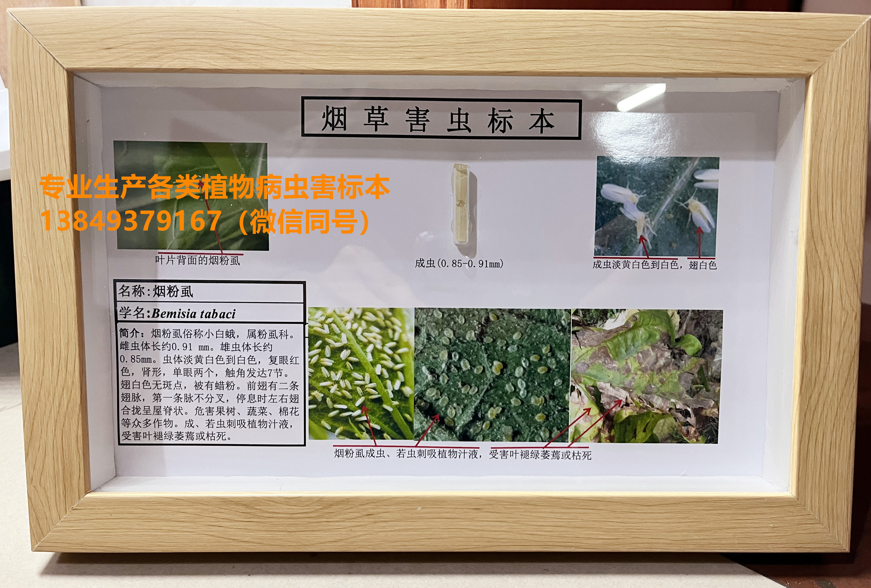 烟粉虱  害虫标本