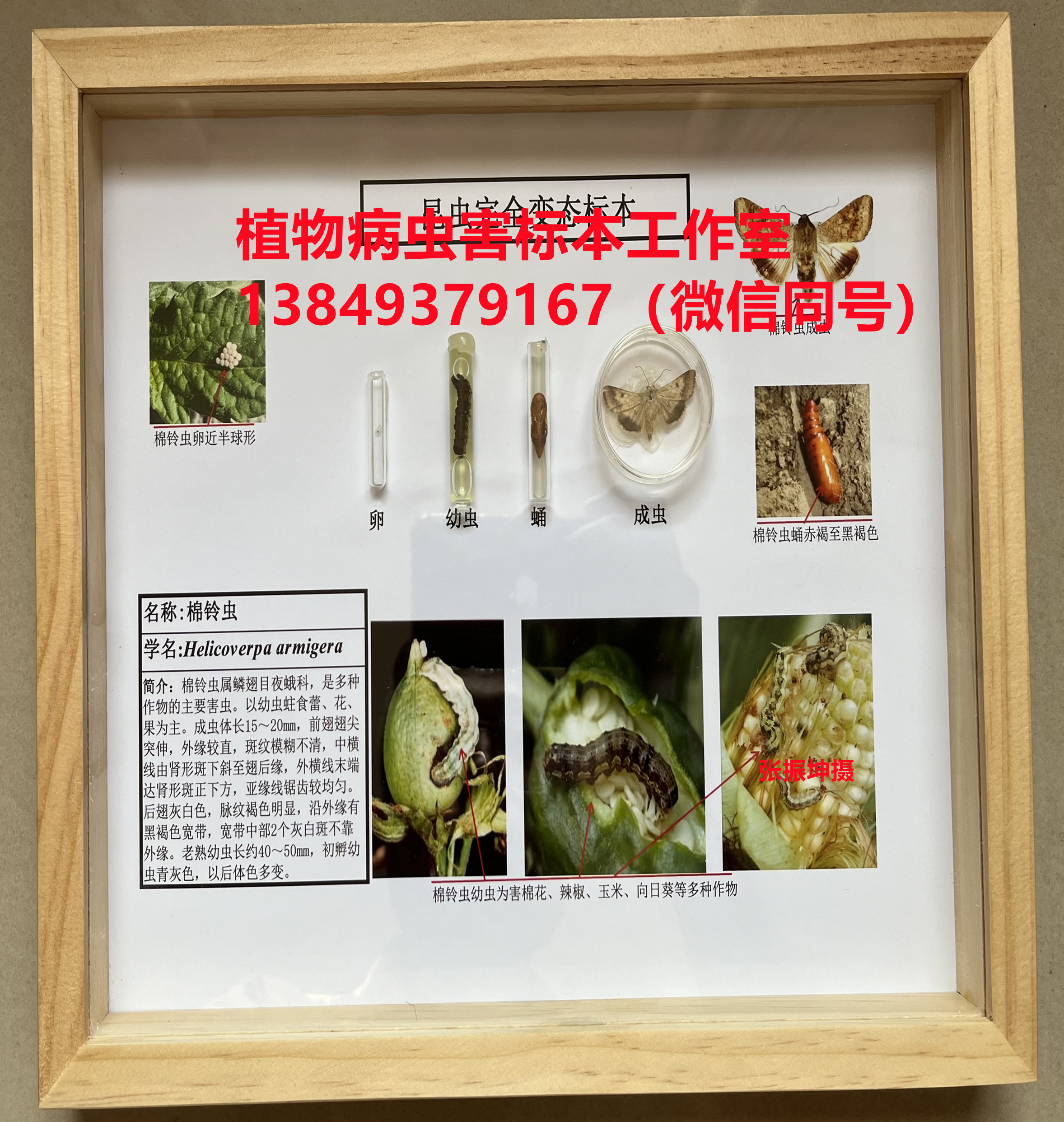 棉铃虫生活史