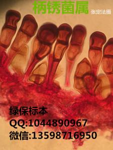柄锈菌属