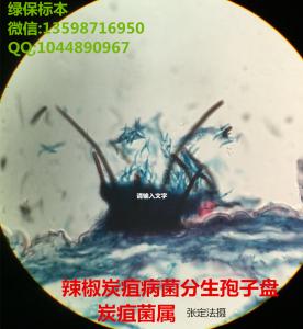 炭疽菌属 辣椒炭疽病菌分生孢子盘及分生孢子切片标本