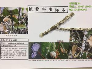 日本龟蜡蚧