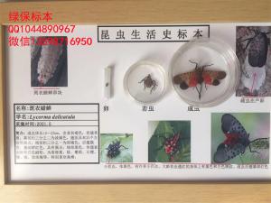 斑衣蜡蝉  林业害虫标本 风景园林虫害标本