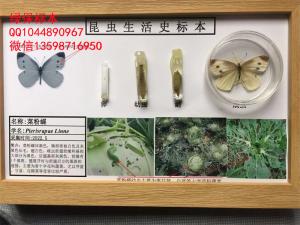 菜粉蝶生活史标本 蔬菜病虫害标本 农业害虫标本
