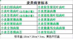 小麦病害标本