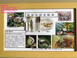 棉铃虫 杂食性害虫标本