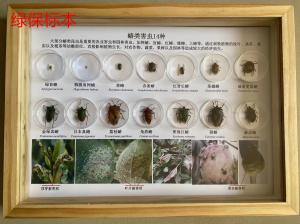 昆虫分类标本蝽类害虫14种