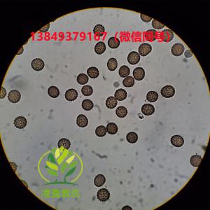 小麦网腥黑穗病玻片标本生物切片标本